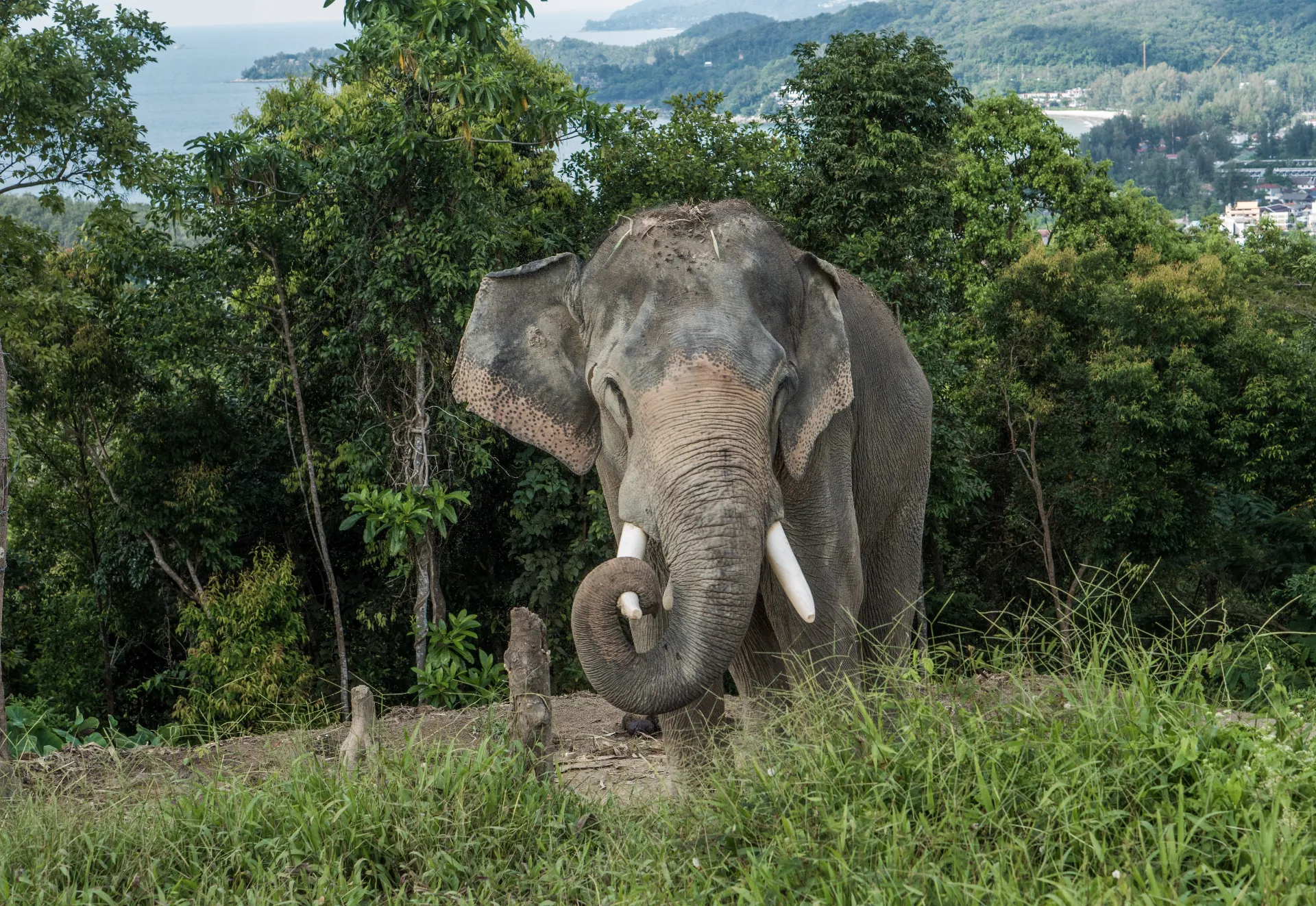 Phuket’s Wildlife: The Living Heritage of the Island