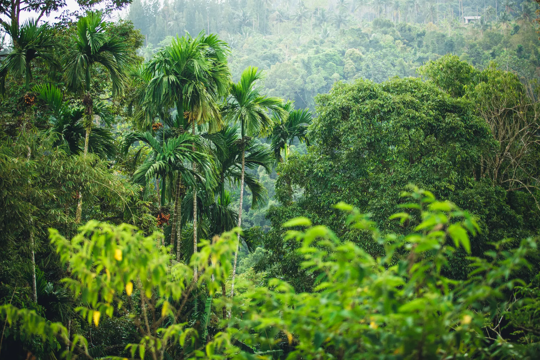 The First Residents of Phuket: Tracing the Island’s Earliest Human History