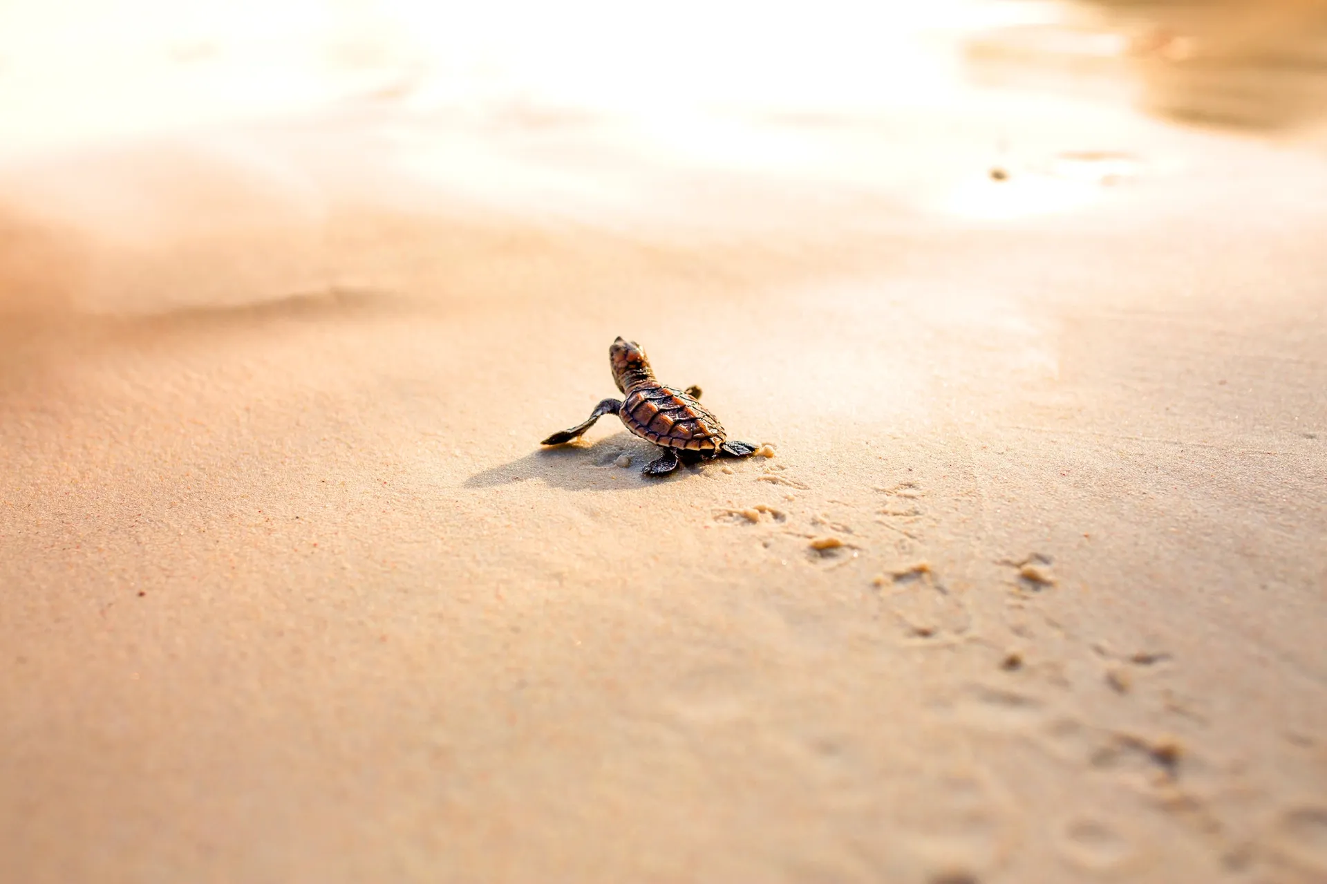 The Guardians of Tomorrow: Protecting Phuket’s Living Future