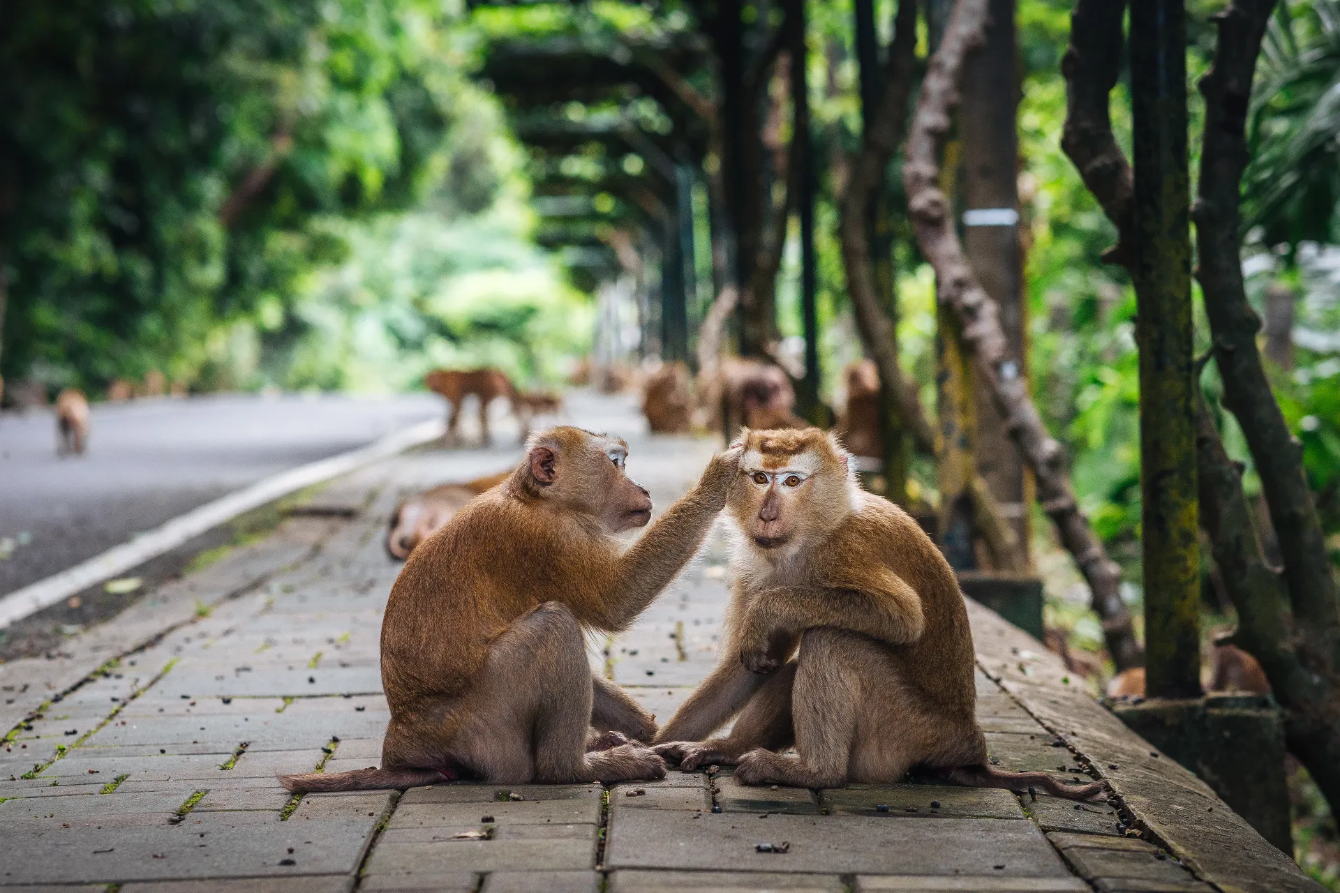 Monkey Hill