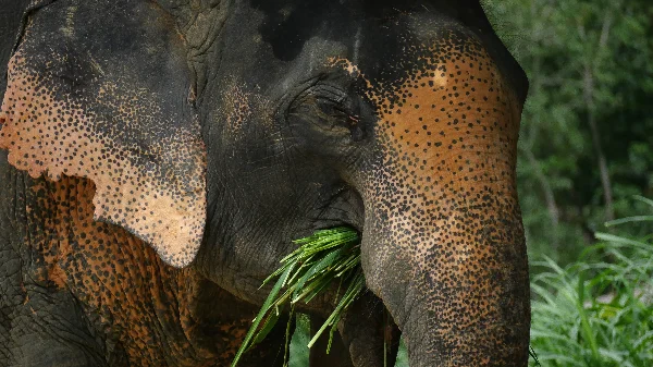 Hidden Forest Elephant Reserve